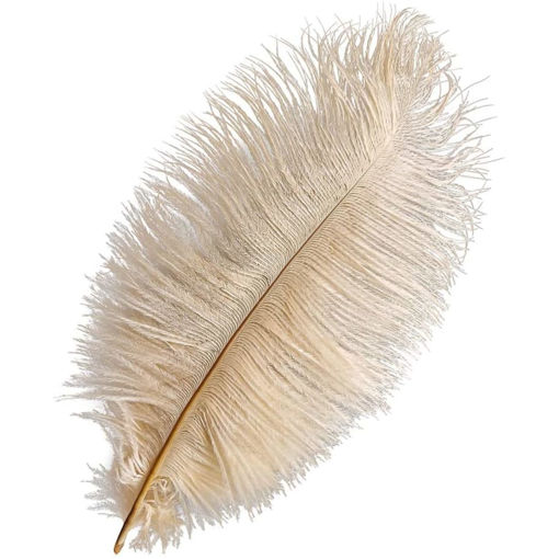 used ostrich feathers